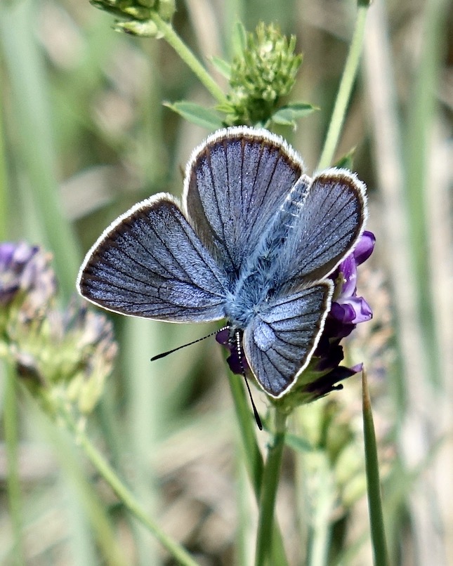mazarine blue